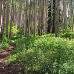 American Lake Trail