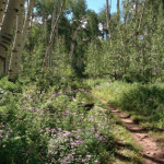 Vista-Trail-Snowmass-Ski-Area