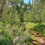 Vista Trail