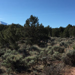 Lorax-Trail-Carbondale