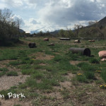 River-Dog-Run-Park-Glenwood-Springs