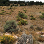 trail-test