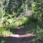 Cattle Creek Trail