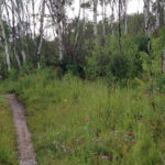 Ditch Trail