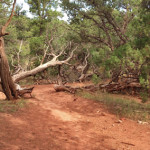 Skeeter's Ridge Trail