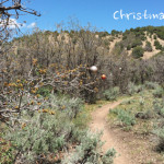Christmas-Tree-Trail-Carbondale