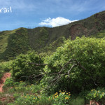 Stevie-Bob-Trail-Glenwood-Springs