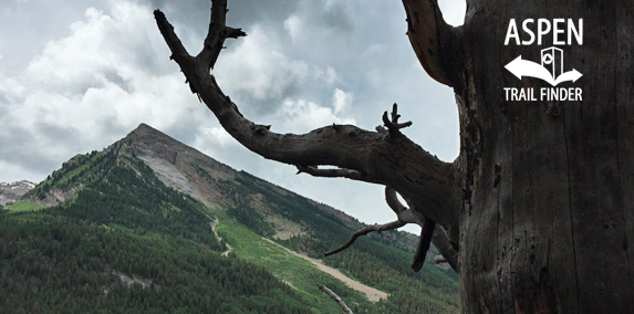 Legend of Tall Tree Trail