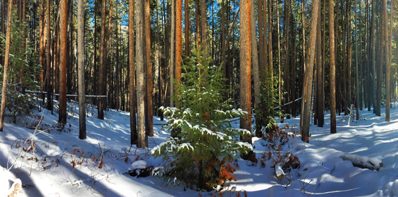 Aspen-Trail-Finder-Christmas-Tree-Permit