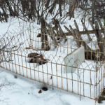 Marion-Cemetery-Spring-Gulch-Carbondale