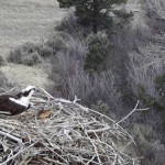 Osprey and Chill