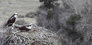 Osprey and Chill