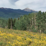 Nickelson Creek Trail