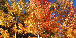Leaf Peeping