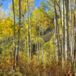 Fall-Colors-in-Carbondale-Placita-Trail