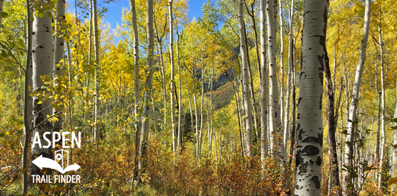 Fall Colors in Carbondale