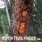 Healing-Blaze-Scar-Aspen-Trail-Finder