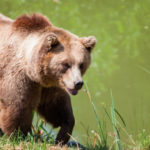 Wildlife-Quiz-Aspen-Trail-Finder-Bear
