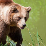 Wildlife-Quiz-Aspen-Trail-Finder-Bear-R