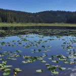 Lily Pad Lake